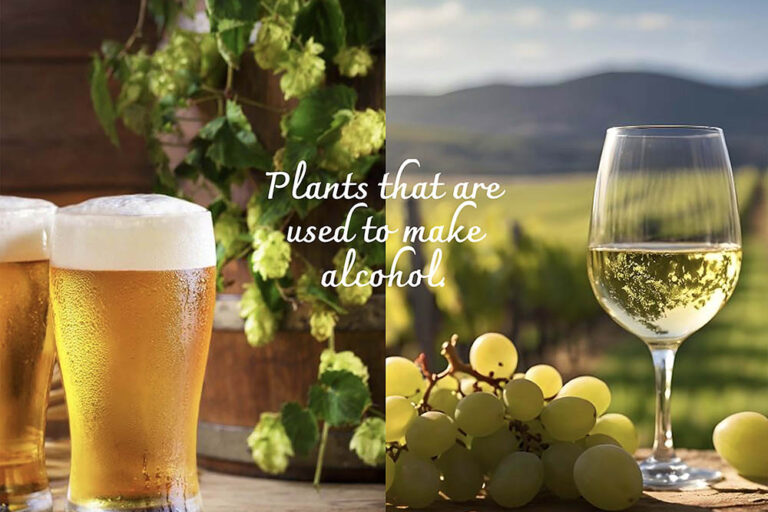 お酒の原料は全部“植物”? ビール・日本酒・ワインなどを生む8種の植物の秘密