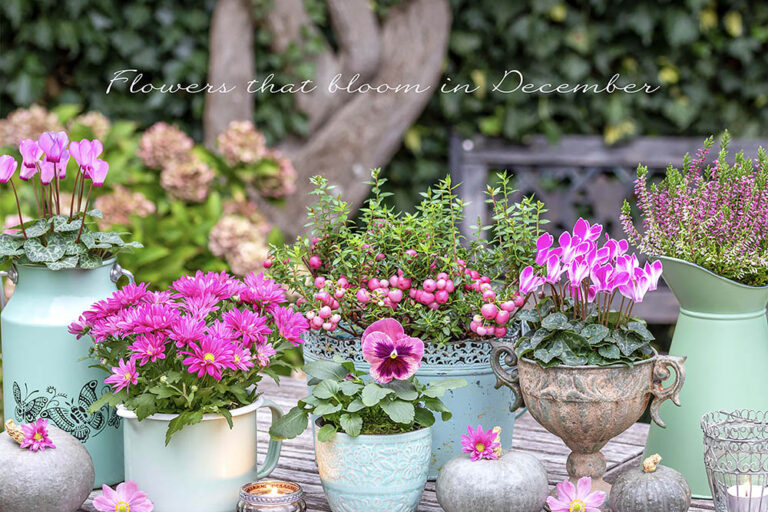 12月の庭が寂しい人へ。一気に華やぐ、寒さに強い【冬の主役花】25選