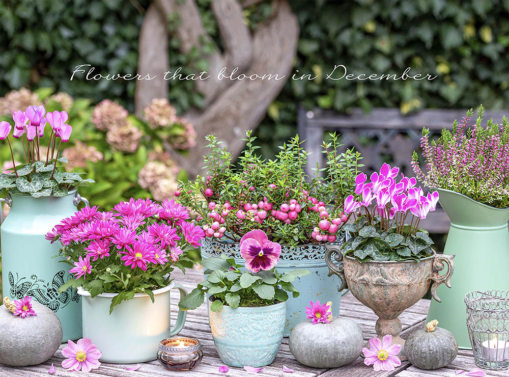 12月の庭が寂しい人へ。一気に華やぐ、寒さに強い【冬の主役花】25選
