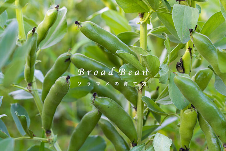 【失敗しない完全版】ソラマメの育て方ガイド｜種まき・冬越しから「旬の味」を楽しむ収穫まで