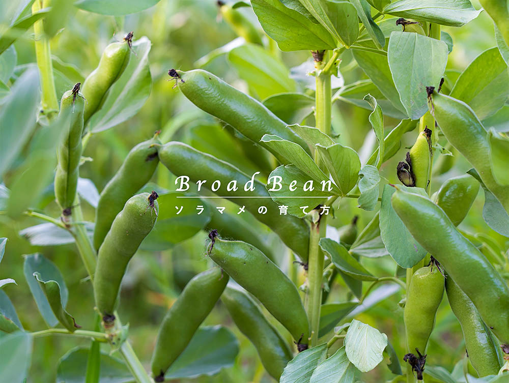 【失敗しない完全版】ソラマメの育て方ガイド｜種まき・冬越しから「旬の味」を楽しむ収穫まで
