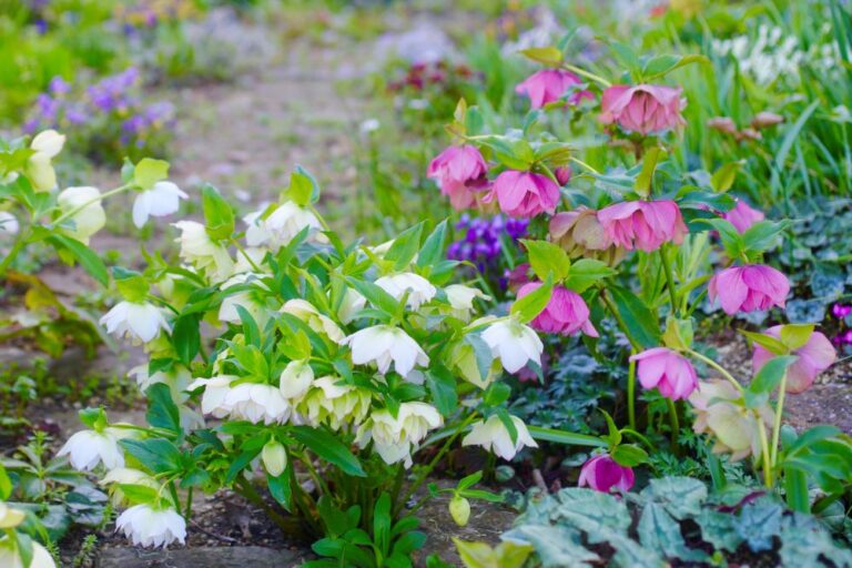 【プロに学ぶ！】冬に差がつくクリスマスローズの育て方｜11〜12月の「古葉取り」と「施肥」で春の開花が決まる！