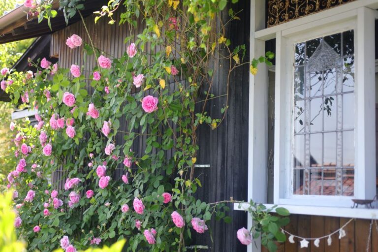 バラも果樹も鉢植えでこんなに実る！ 全国ガーデナーが選ぶ土の活力素『バイオマイスター』