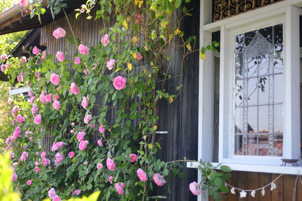 バラも果樹も鉢植えでこんなに実る！ 全国ガーデナーが選ぶ土の活力素『バイオマイスター』