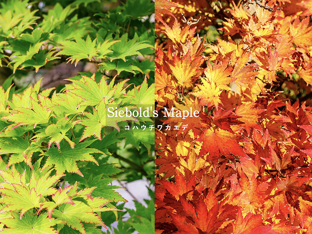 小さな庭でも育てやすい! 華奢でモダンな庭木コハウチワカエデの剪定・日当たり・水やり完全ガイド