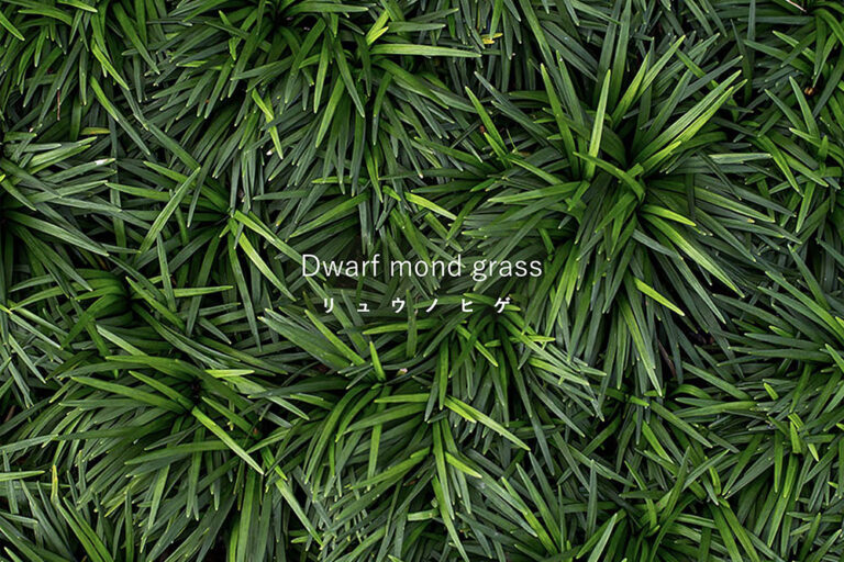 庭の隙間を埋める最強のグラウンドカバー! リュウノヒゲ(ジャノヒゲ)の植え方と活用アイデア