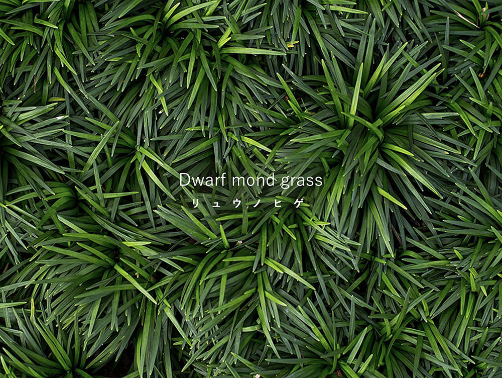 庭の隙間を埋める最強のグラウンドカバー! リュウノヒゲ(ジャノヒゲ)の植え方と活用アイデア