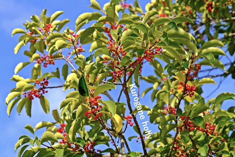 金運アップの庭木⁉ 一年中青々とした姿が楽しめるクロガネモチの育て方と縁起がよいとされる理由