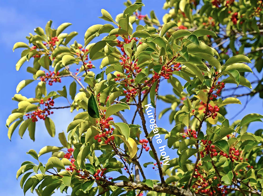 金運アップの庭木⁉ 一年中青々とした姿が楽しめるクロガネモチの育て方と縁起がよいとされる理由