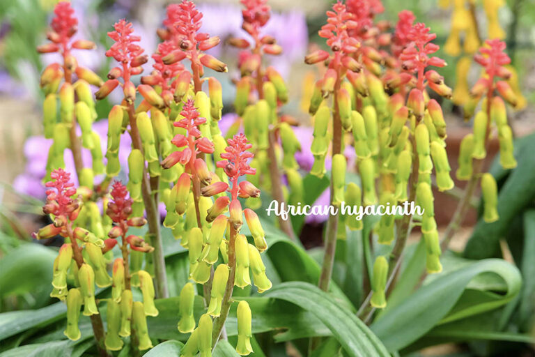 冬に咲くラケナリアの育て方|初心者でも簡単! 色鮮やかでかわいい花を長く楽しむ球根栽培ガイド