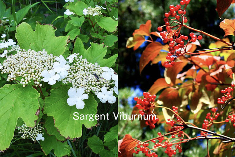 【庭木に最適】赤い実と紅葉が秋を彩るカンボク！ 四季の移ろいを楽しむ栽培ガイド