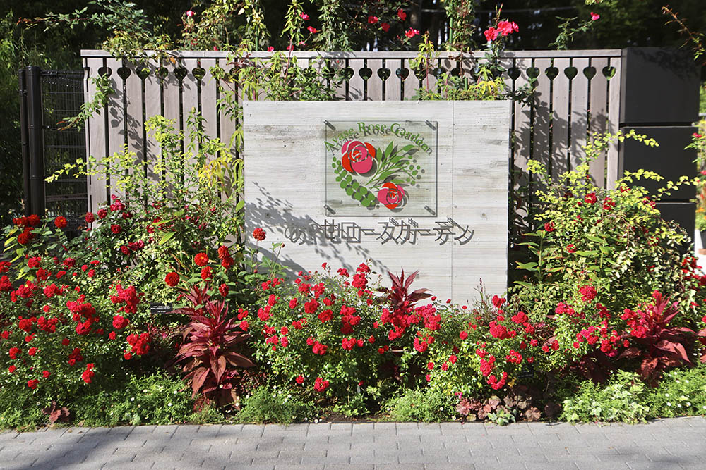 神奈川「あやせローズガーデン」の秋バラがすごい! プロが選ぶ「丈夫でよく咲くバラ」10選