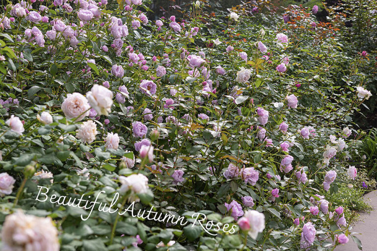 【プロが厳選】秋バラが「春より美しく」咲く！ 病気に負けないおすすめ品種10選と栽培のコツ