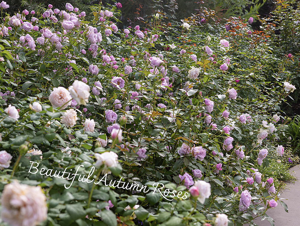 【プロが厳選】秋バラが「春より美しく」咲く！ 病気に負けないおすすめ品種10選と栽培のコツ