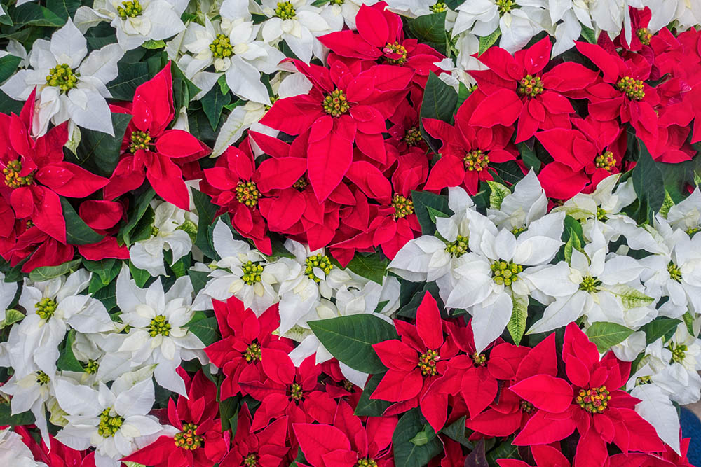 ポインセチア
