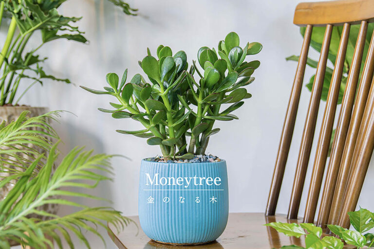 花言葉は「一攫千金」！ 金のなる木（カネノナルキ）の基本情報から初めてでも安心な栽培方法まで全解説
