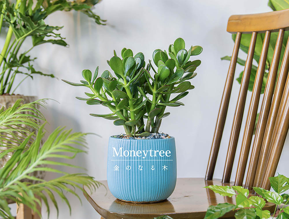 花言葉は「一攫千金」！ 金のなる木（カネノナルキ）の基本情報から初めてでも安心な栽培方法まで全解説