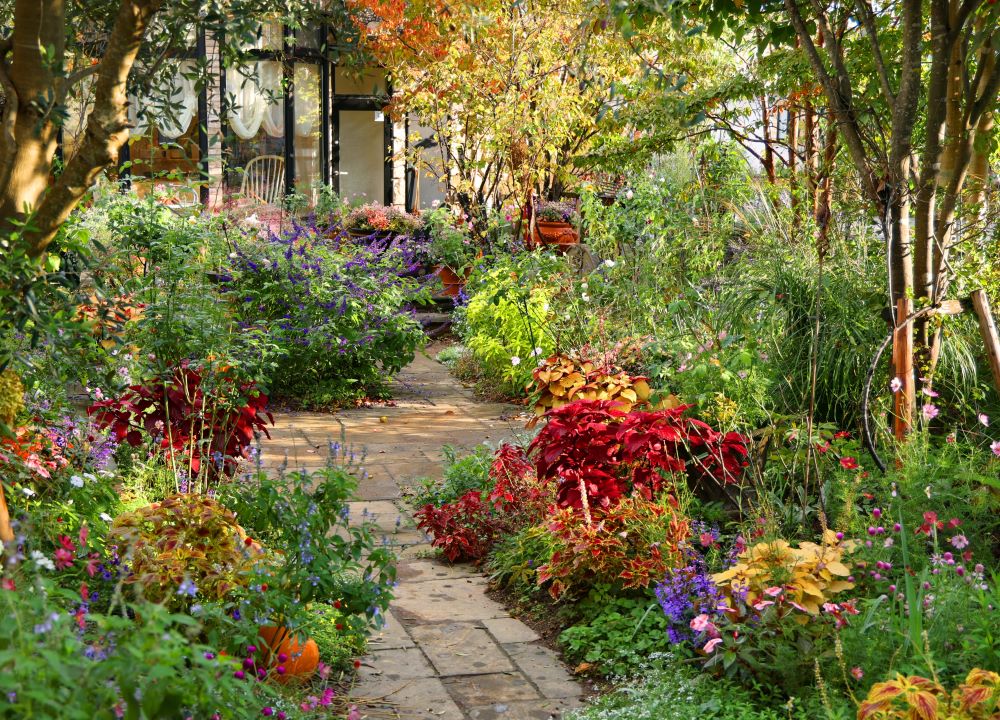 晩秋の庭に色の灯りを|夏植えて、秋にいちばんきれいになるカラーリーフの使い方