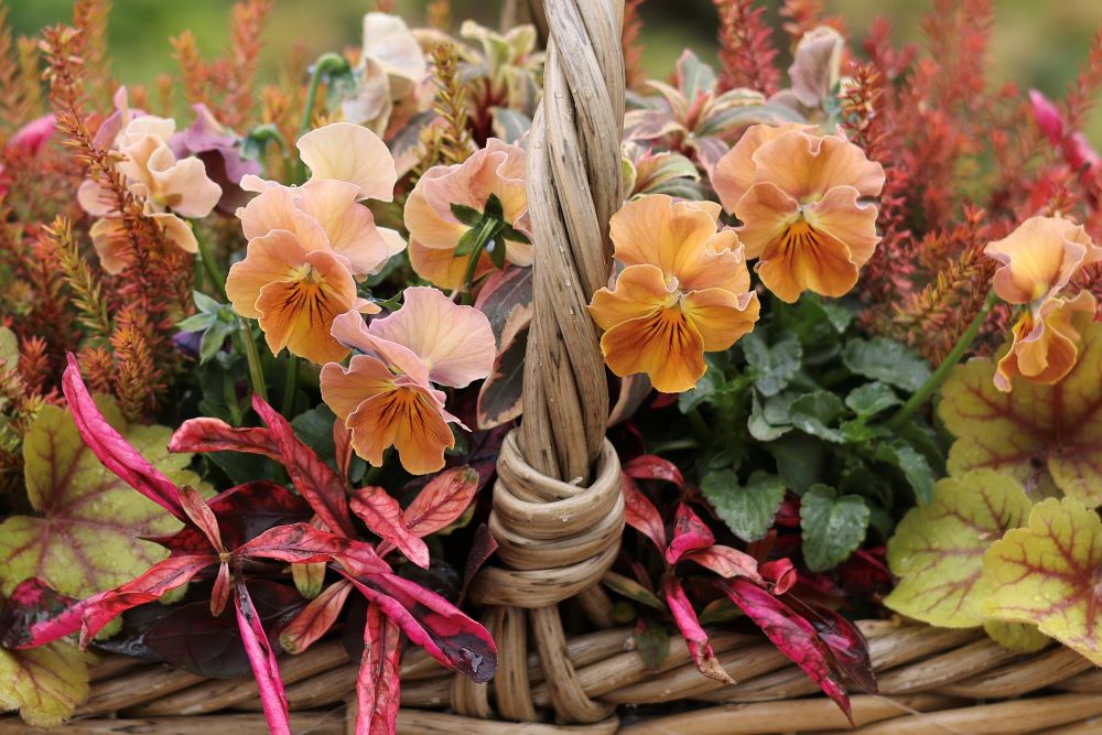 桂楓園さんの‘パスフリ 桜貝’とアルテルナンテラ