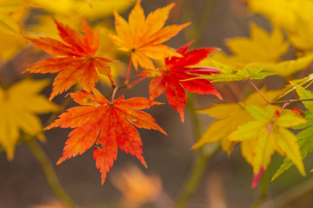 コハウチワカエデ