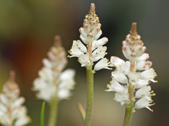 ラケナリア・コンタミナタ