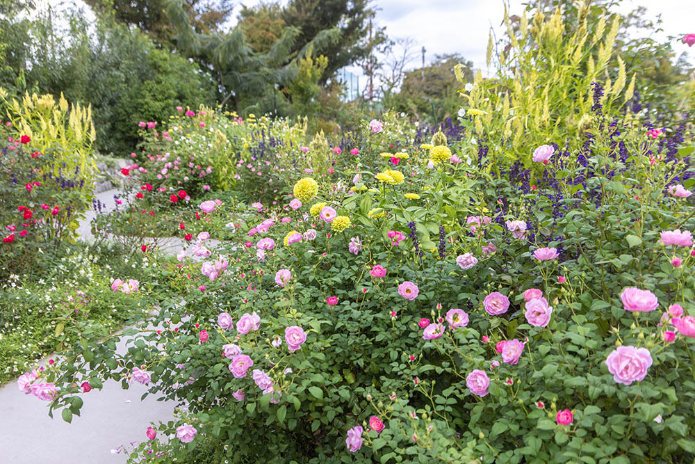 ‘ベルスーズ’