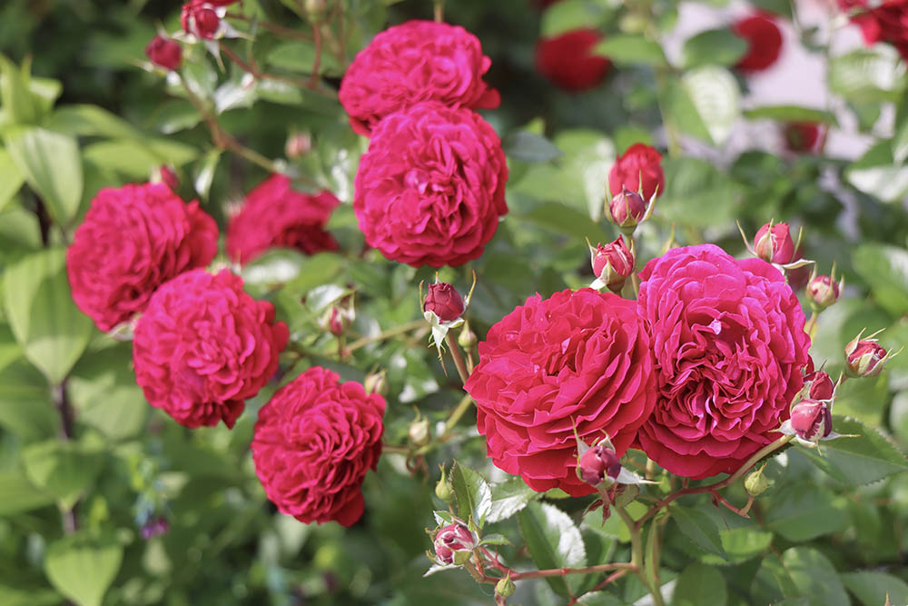 ディープ・ボルドー