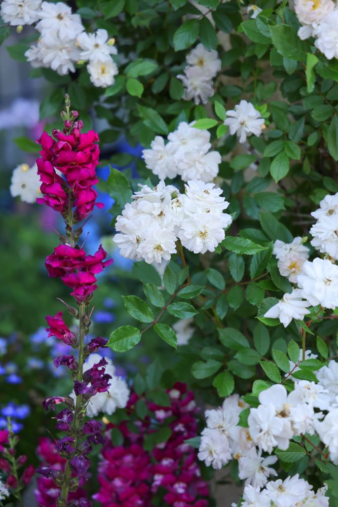 キンギョソウとバラ