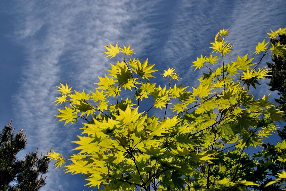 コハウチワカエデ