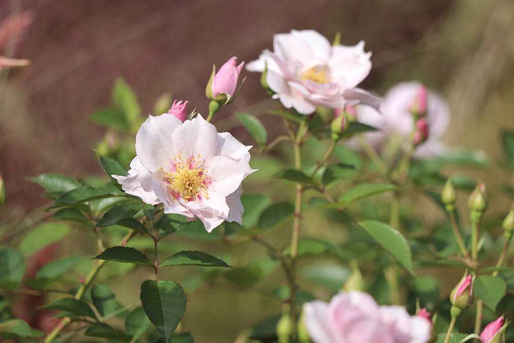 クー・ド・クール