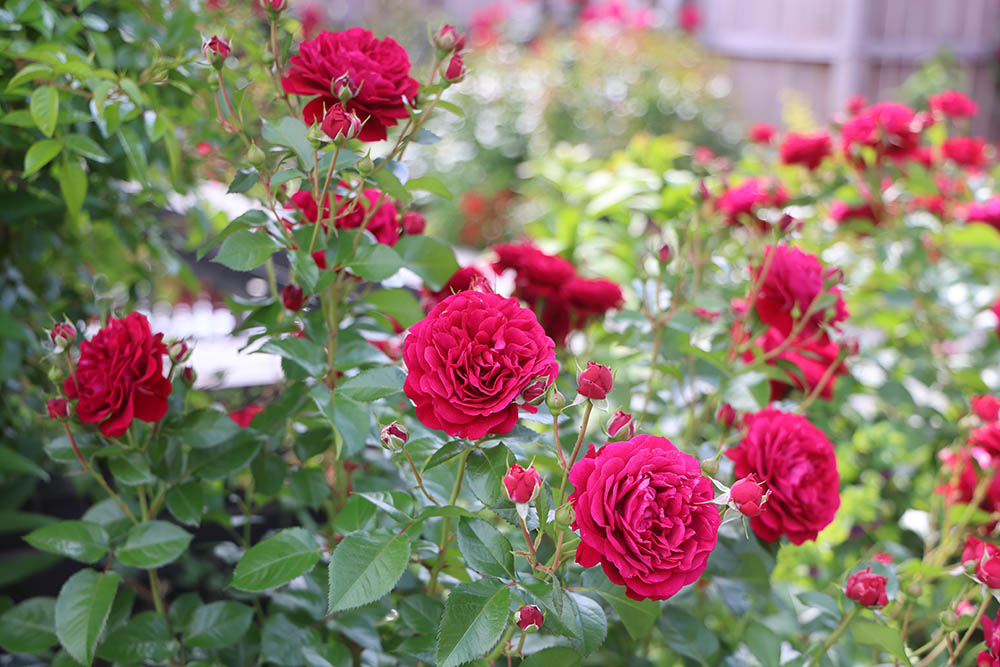 ‘ディープ・ボルドー’