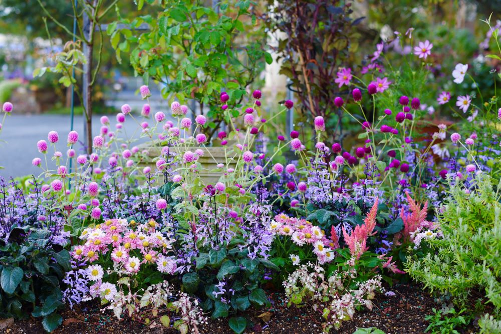 センニチコウと秋の庭