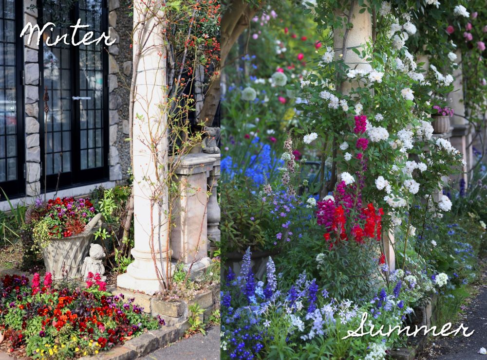 【今が買い時】晩秋から初夏まで咲きつなぐ! キンギョソウが主役の庭計画