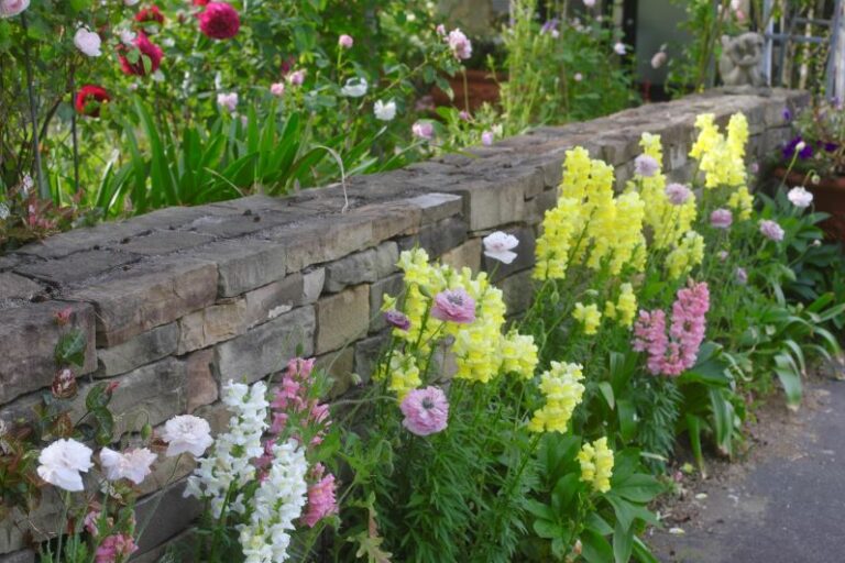 【今が買い時】晩秋から初夏まで咲きつなぐ! キンギョソウが主役の庭計画