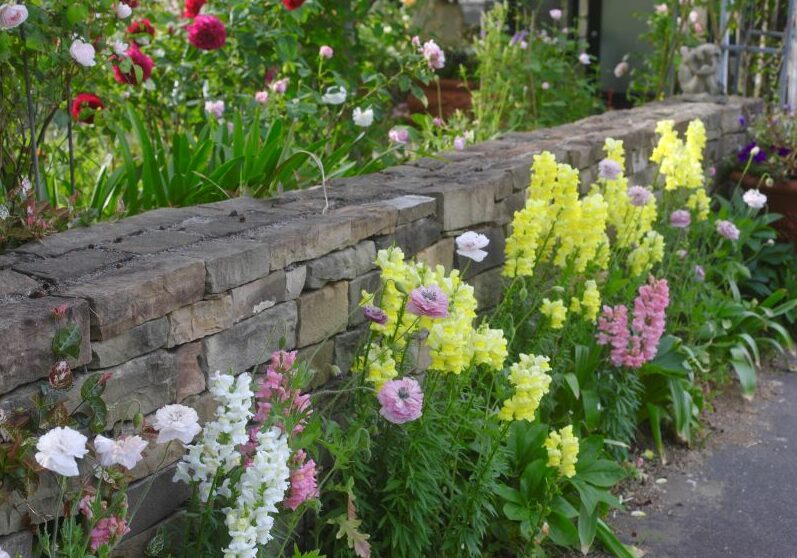 【今が買い時】晩秋から初夏まで咲きつなぐ！ キンギョソウが主役の庭計画