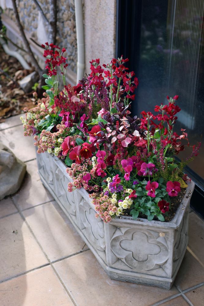 クリスマスの鉢植えガーデン