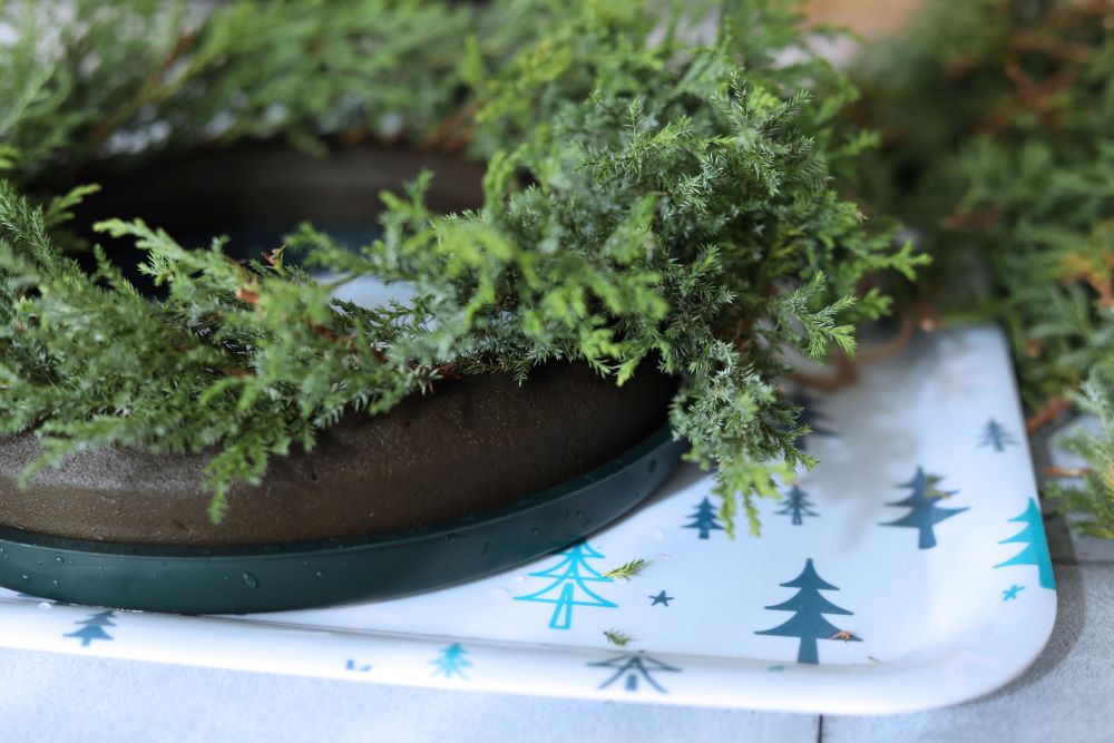 ヒムロスギをオアシスリングに挿す