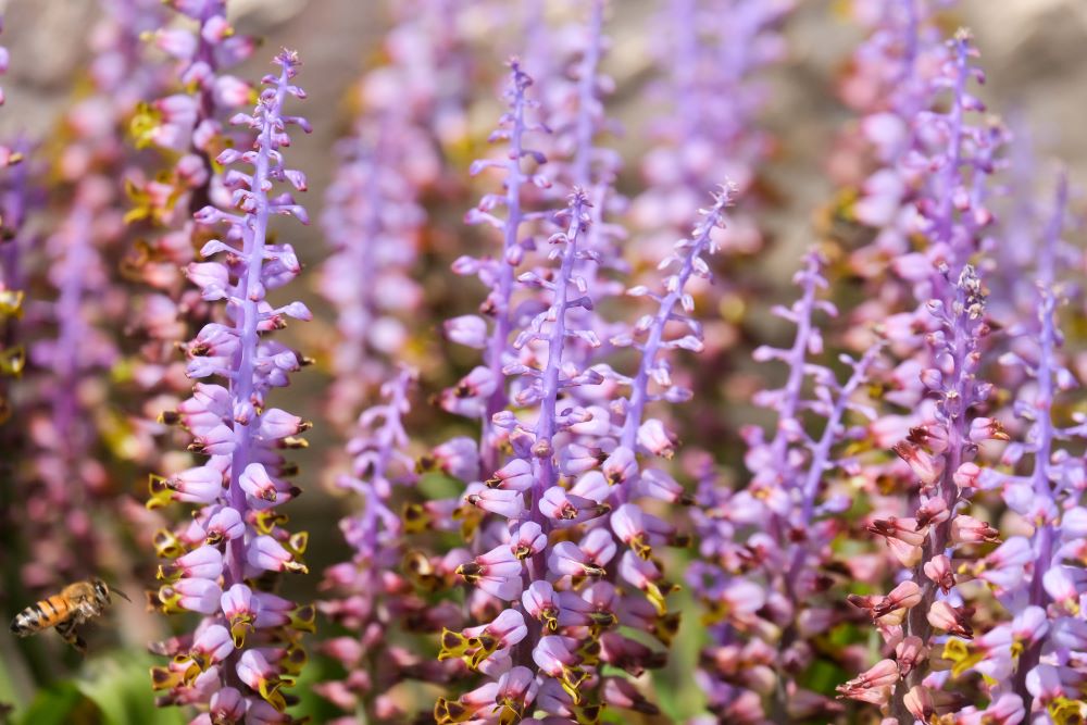 ラケナリア・ムタビリス