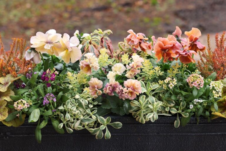 パンジー&ビオラの冬の寄せ植え実例5選|育種家パンジー&ビオラを輝かせる“寄せ植え名人の技”公開