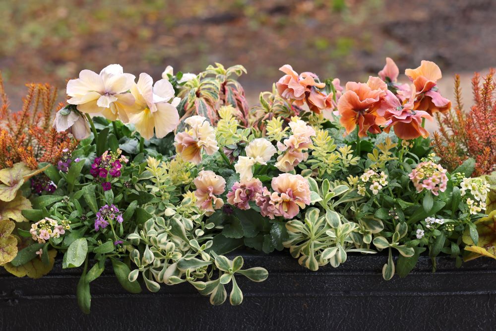 パンジー&ビオラの冬の寄せ植え実例5選|育種家パンジー&ビオラを輝かせる“寄せ植え名人の技”公開