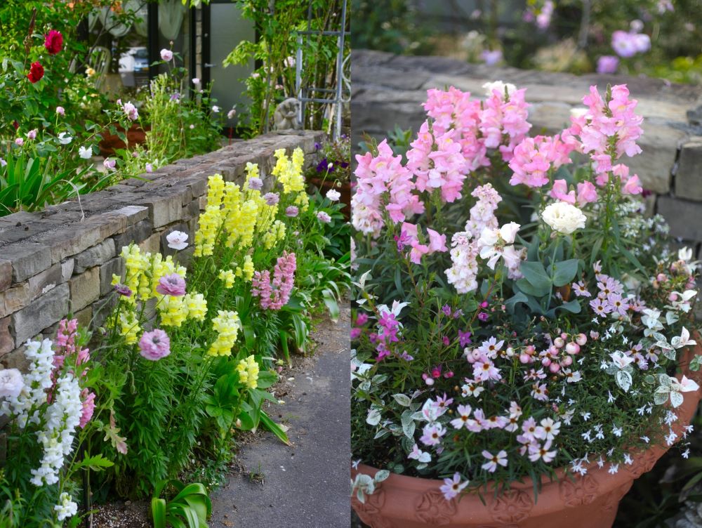 キンギョソウの庭