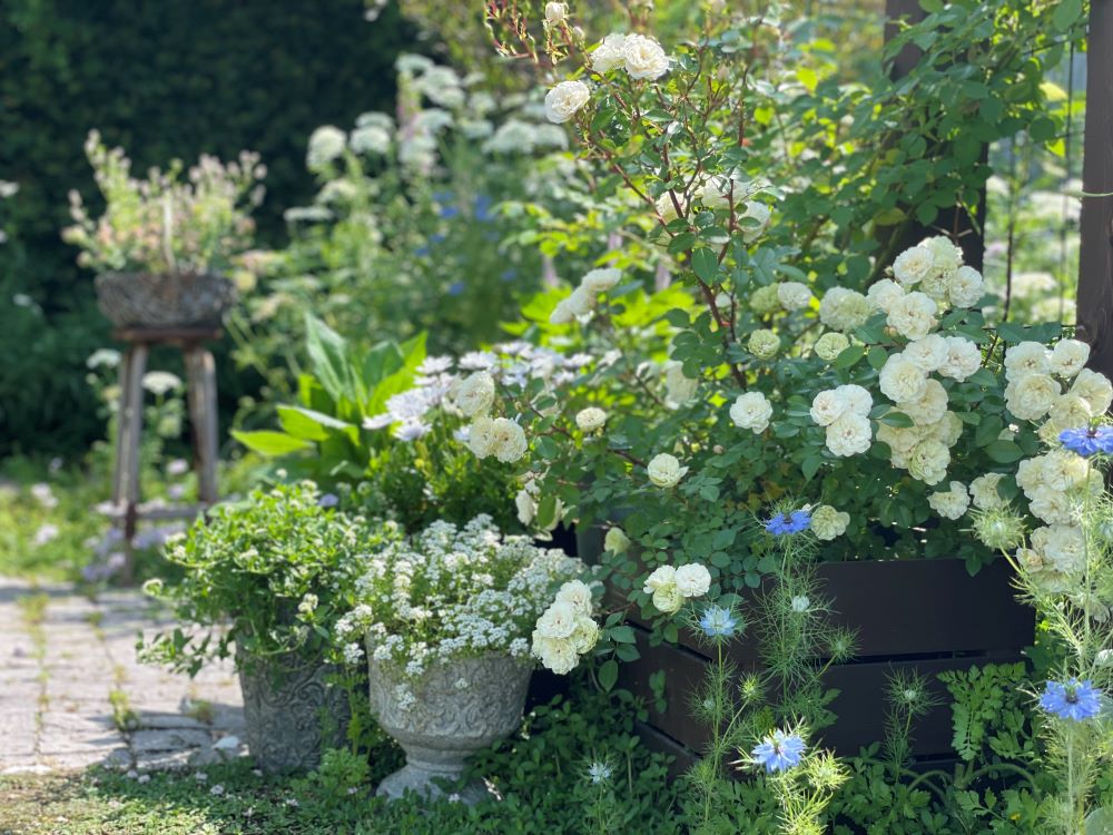 プランター栽培のバラ