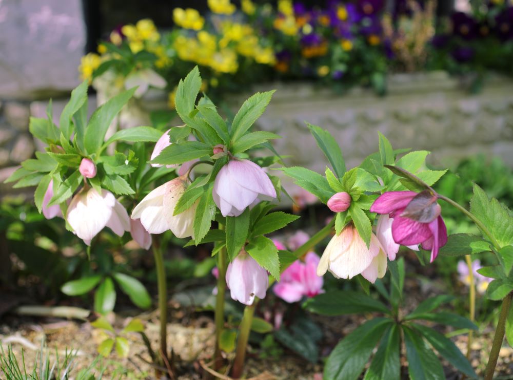 クリスマスローズ‘ヨシノ’