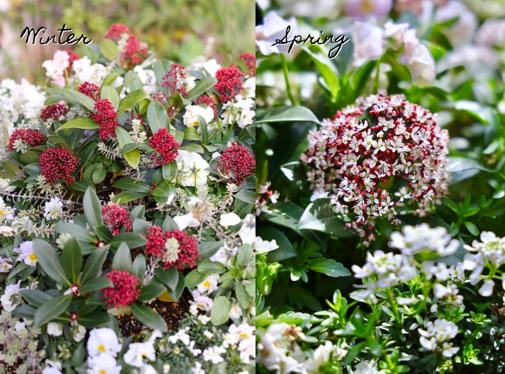 スキミアのつぼみと花