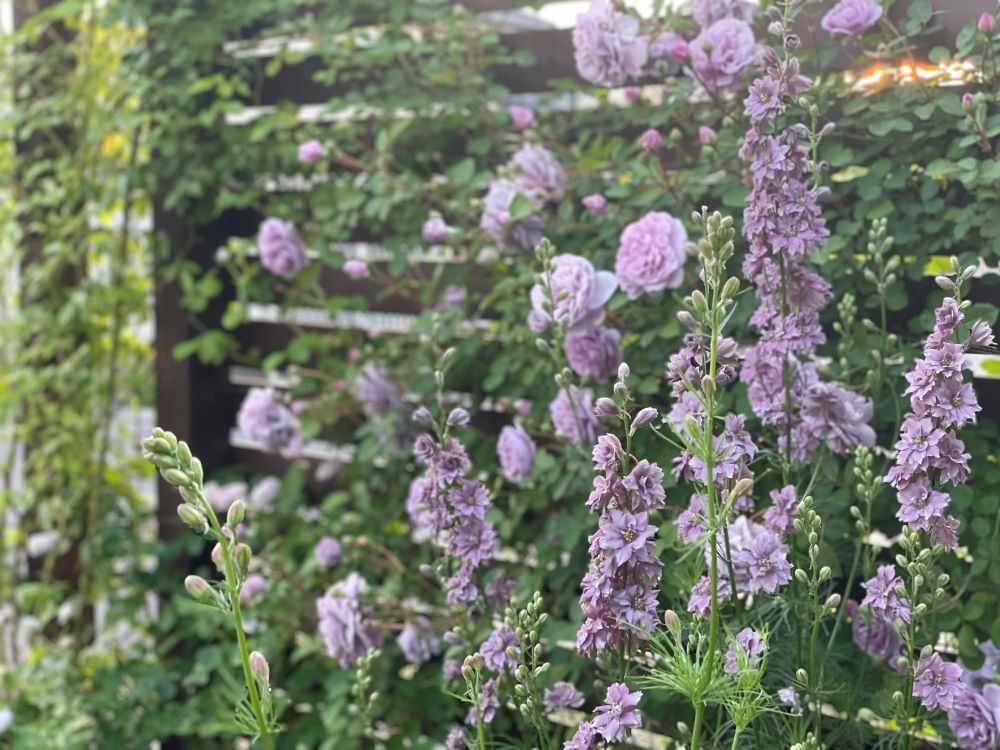 デルフィニウムとバラ