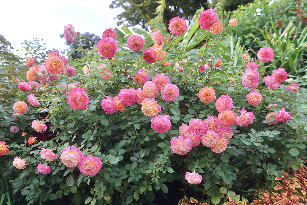 ‘シャルール’