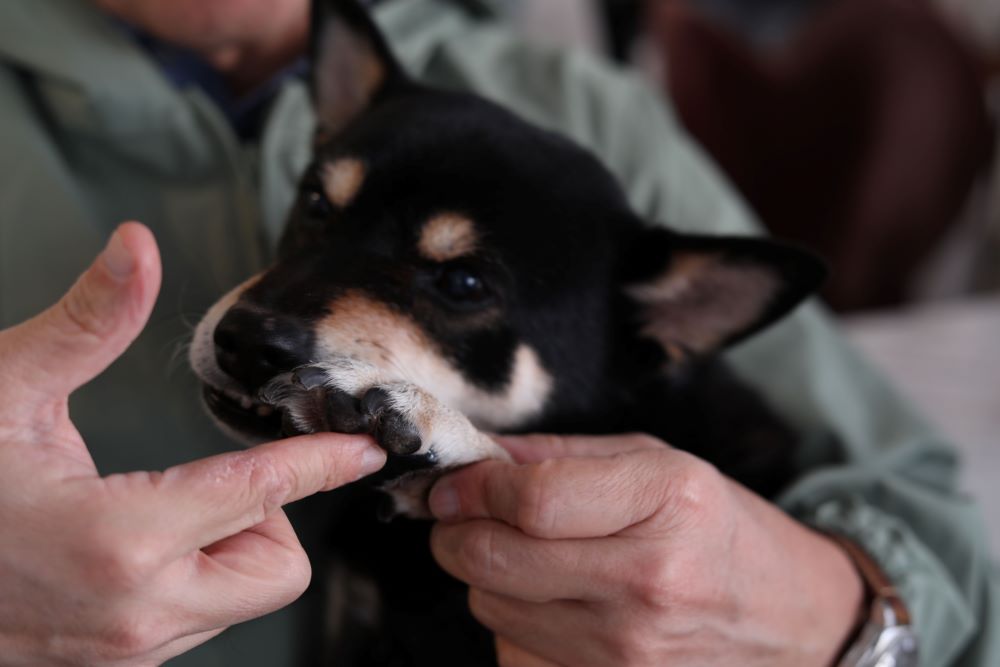 リンデン入り肉球バーム