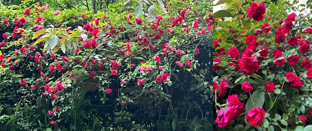 真紅のつるバラ