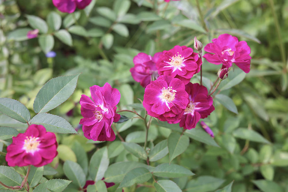 ヴィル・ナタール