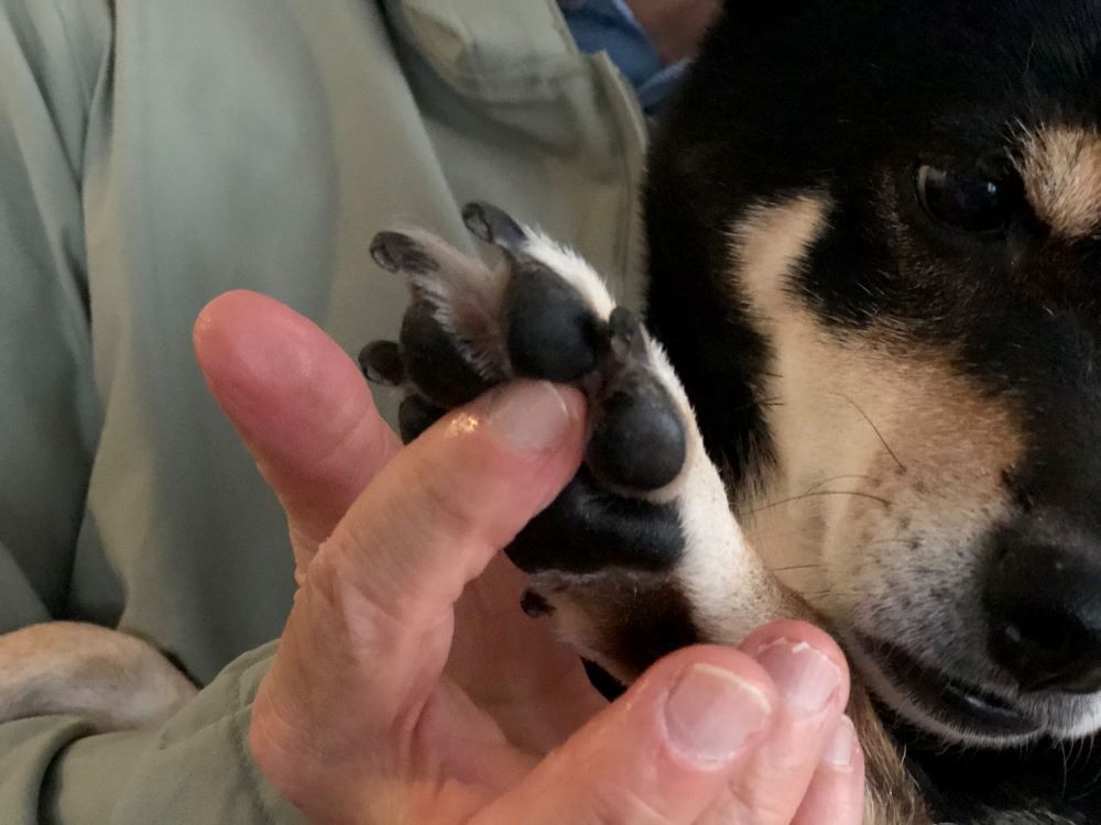 バームで肉球のケア